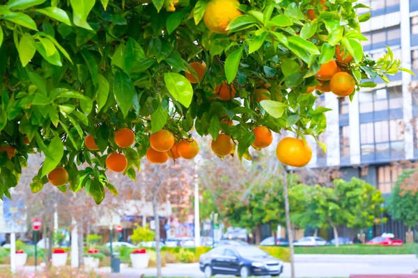 Mandarin strom ve městě — Stock fotografie
