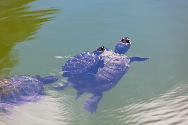 Turtle Family — Stock Photo, Image