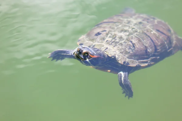 stock image Swimming turtle in a pond water