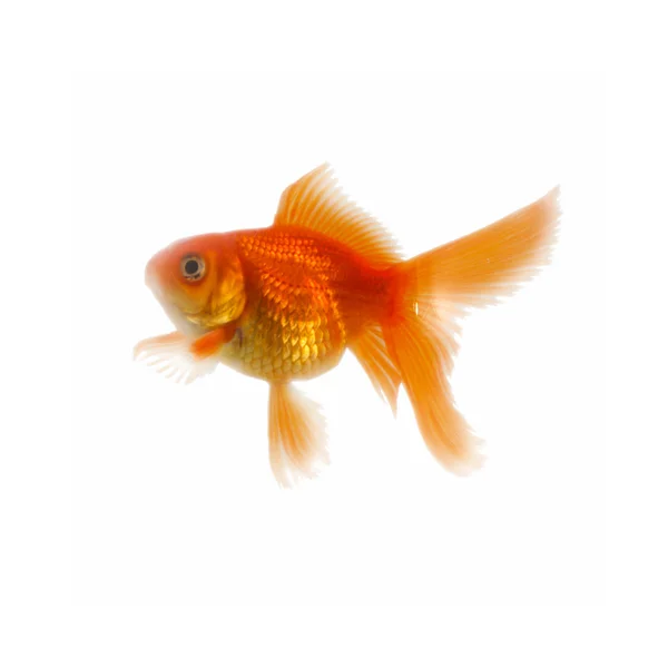 Gold fish. Isolation on the white — Stock Photo, Image