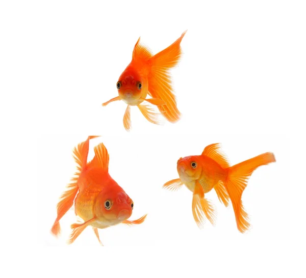 Goldfische. Isolation auf der weißen Seite — Stockfoto