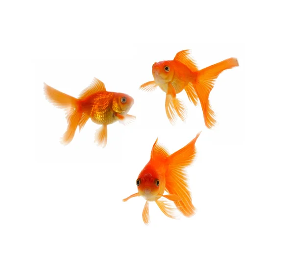Gold fish. Isolation on the white Stock Picture