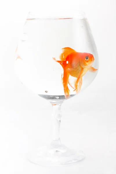 Beautiful Gold Fish Isolation White — Stock Photo, Image