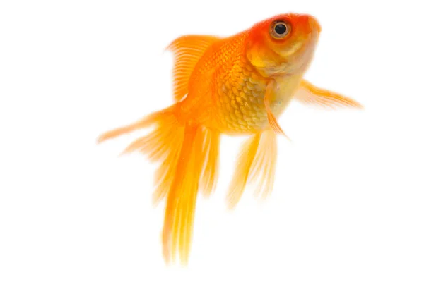 Beautiful Gold Fish Isolation White — Stock Photo, Image