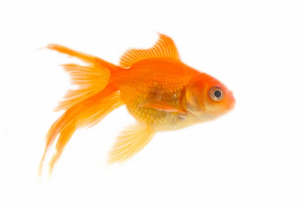Gold fish. Isolation on the white — Stock Photo, Image