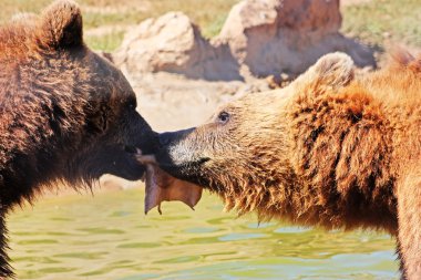 Brown Bears in Croatia clipart