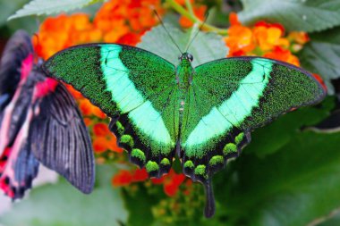 Big exotic green butterflies clipart