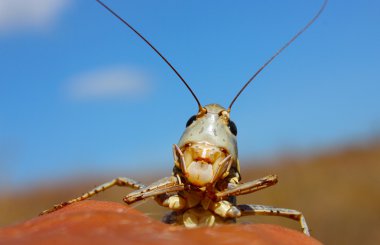 gri gülümseyen çekirge