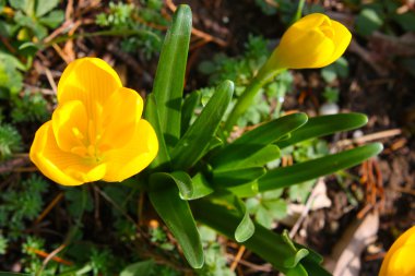 parlak sarı Çiğdem flowe