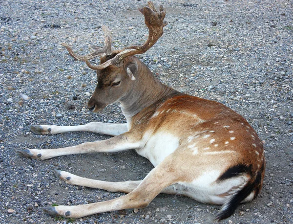 Hjort med två raka horn sitter i national park — Stockfoto
