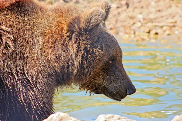 Bruine Beren Nationaal Park Kroatië — Stockfoto