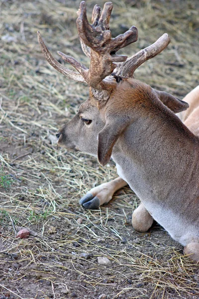 Hjort med två raka horn sitter i national park — Stockfoto