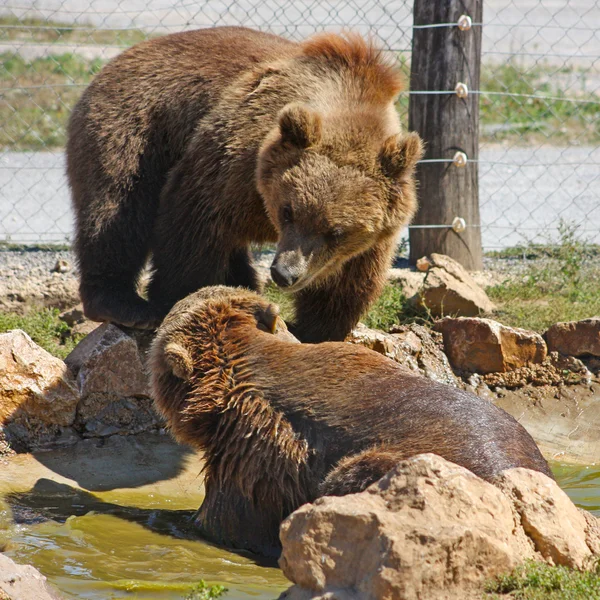 棕熊在克罗地亚国家公园 — 图库照片
