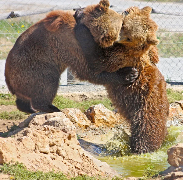 Bruine beren in Kroatië — Stockfoto
