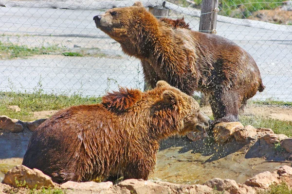棕熊在克罗地亚国家公园 — 图库照片
