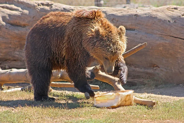 棕熊在克罗地亚 — 图库照片
