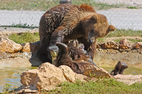Ursos Castanhos Parque Nacional Croácia — Fotografia de Stock