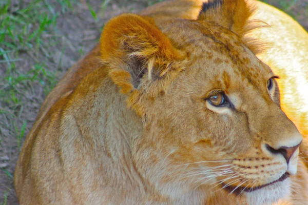 stock image Beautiful Yellow Lion