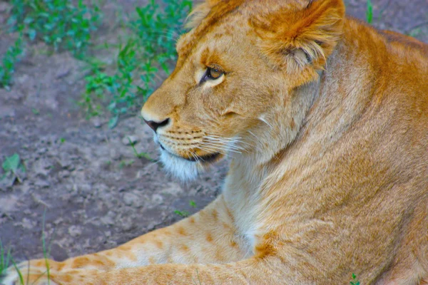 Beautiful Yellow Lion — Stock Photo, Image
