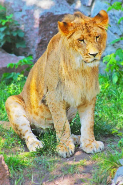Piękny Żółty Lew Ogród Zoologiczny Kijowie — Zdjęcie stockowe