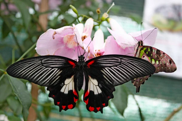 Velké exotické zelené motýli — Stock fotografie