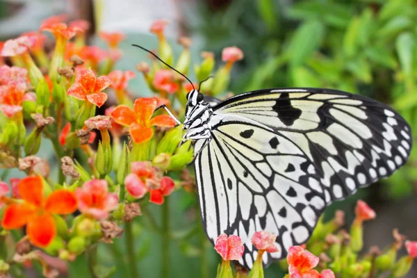 Big exotic green butterflies — Stock Photo, Image