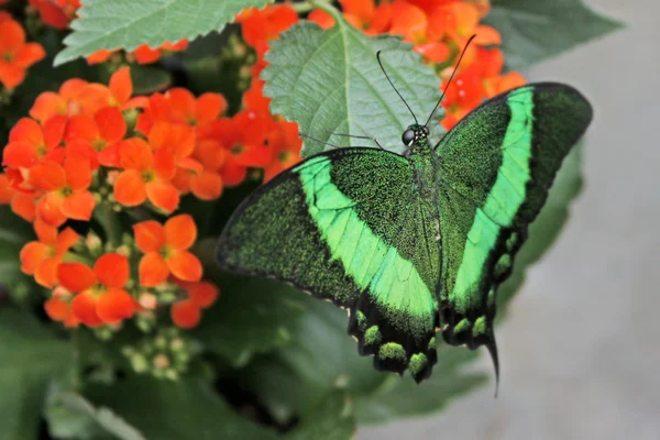 Big exotic green butterflies — Stock Photo © Alexandra Lande #4988765