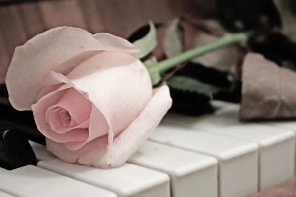 Piękna róża leczenia różowy — Zdjęcie stockowe