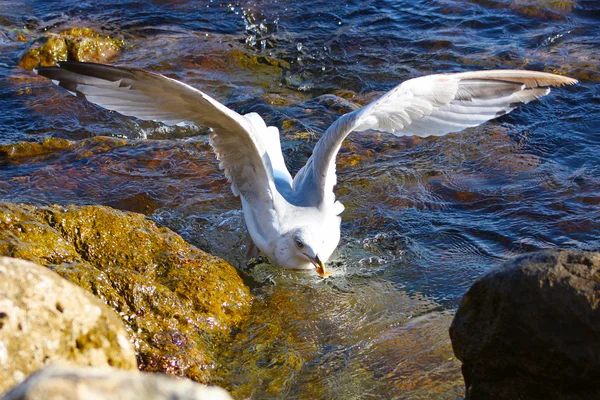 Bela gaivota — Fotografia de Stock