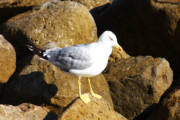 Beautiful seagull — Stock Photo, Image