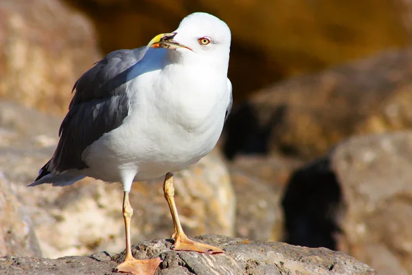 Beautiful seagull — Stock Photo, Image