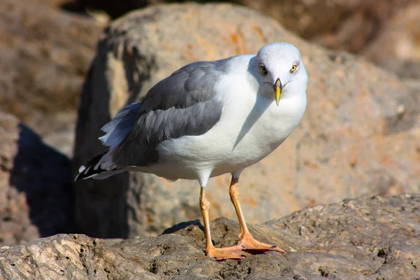 stock image Beautiful seagull