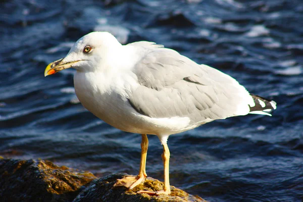 Bela gaivota — Fotografia de Stock