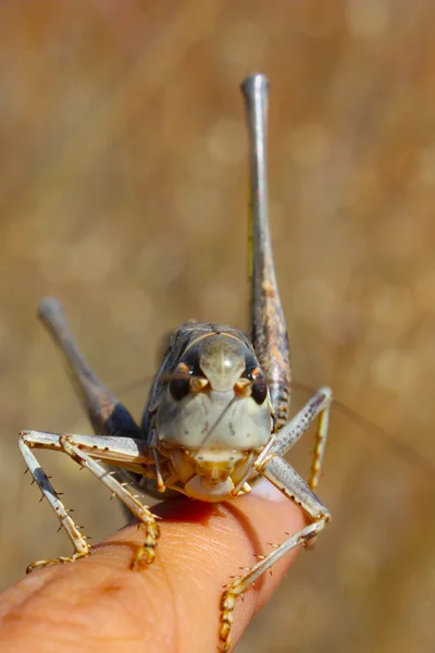 Gray smiling grasshopper — Stock Photo, Image