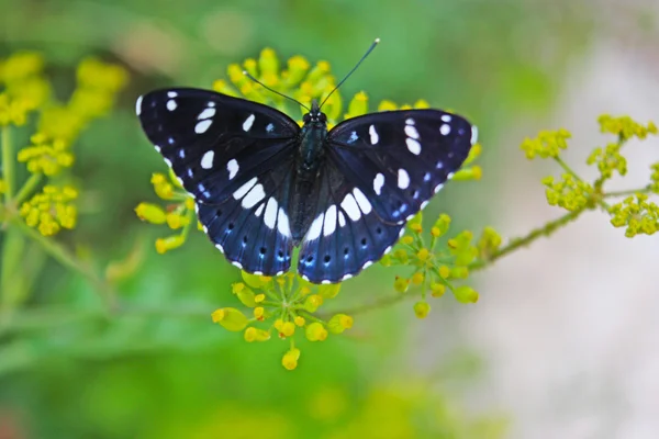 Lopinga achine borboleta s — Fotografia de Stock