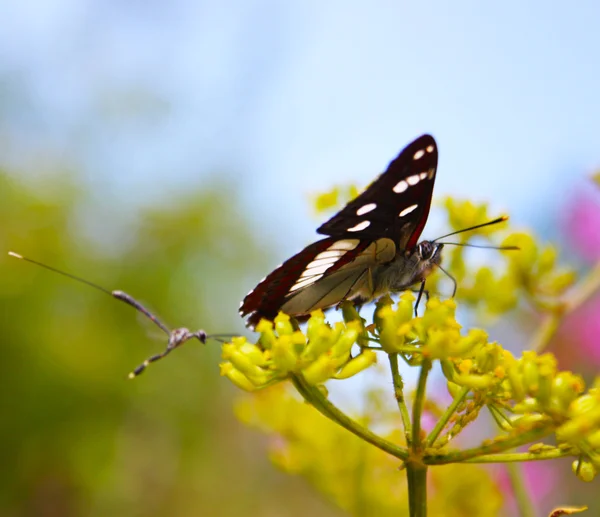Lopinga achine vlinder s — Stockfoto
