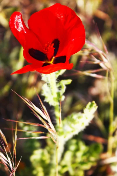 Wild Red Poppies — Stock Photo, Image