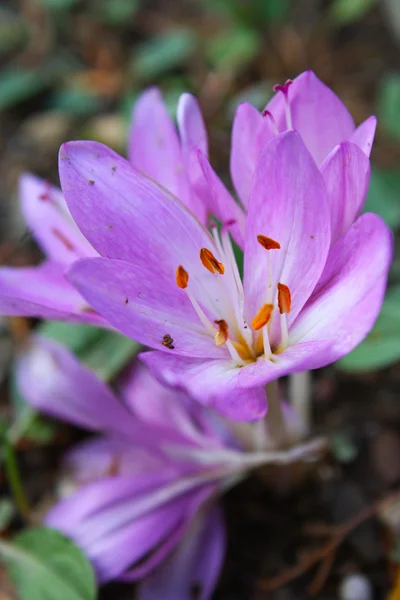 Saffron (crocus) bloemen — Stockfoto