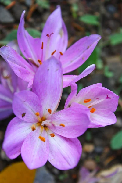 Saffron (crocus) bloemen — Stockfoto