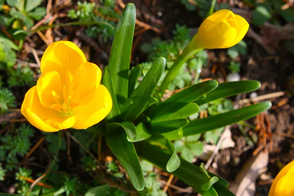 stock image A Bright Yellow Crocus Flowe