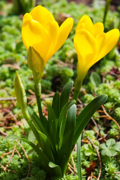 明るい黄色いクロッカス花 — ストック写真