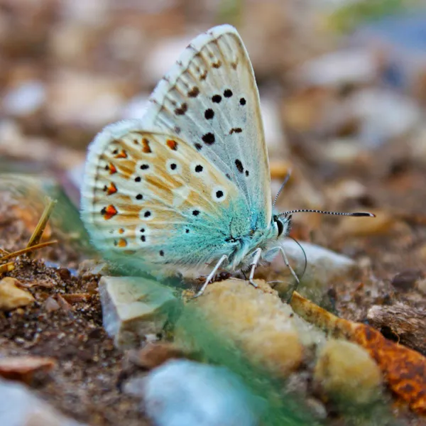 Papillon bleu commun Photos De Stock Libres De Droits
