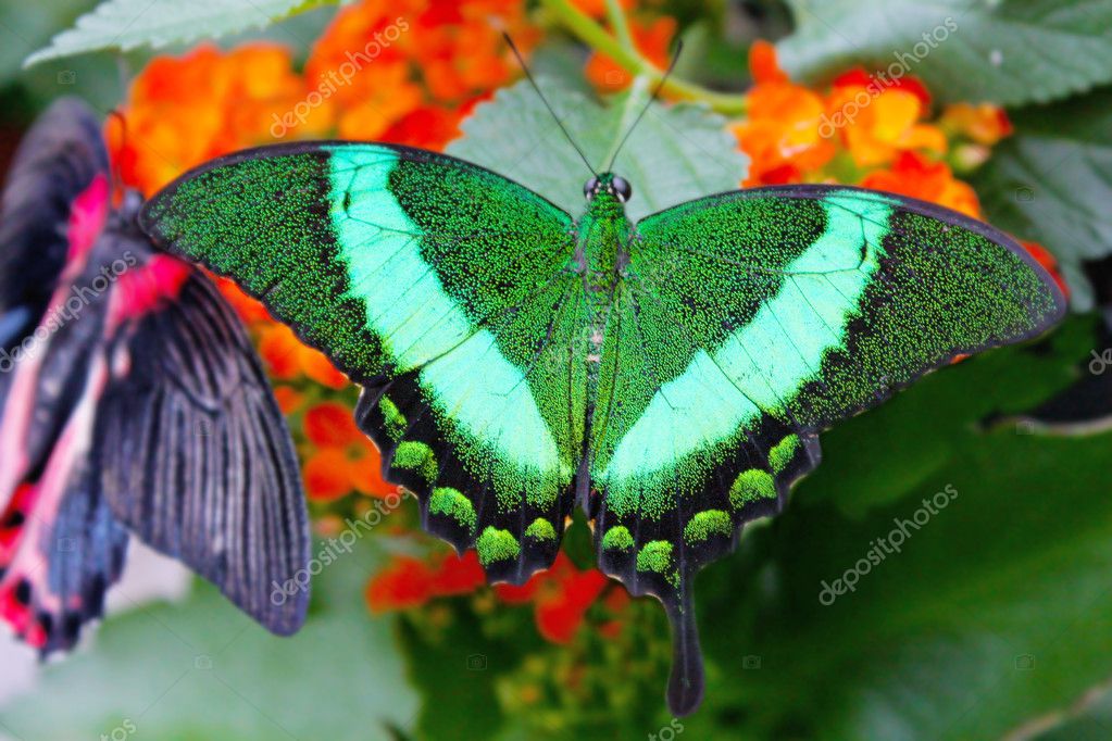 Big exotic green butterflies — Stock Photo © aluha123 #4988765