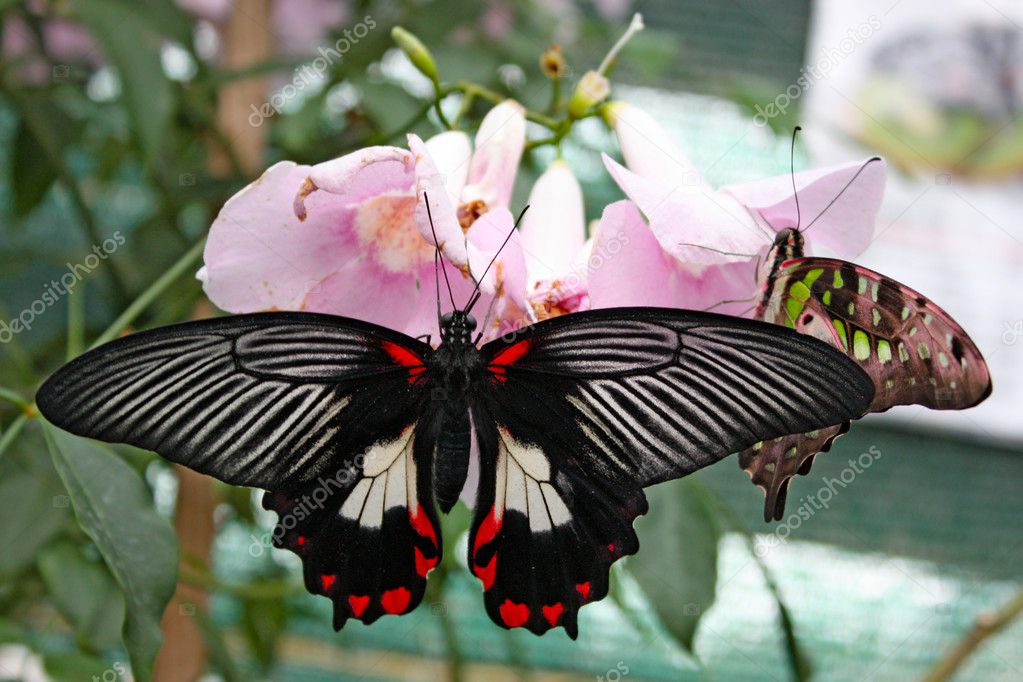 Big exotic green butterflies Stock Photo by ©Alexandra Lande 4988777