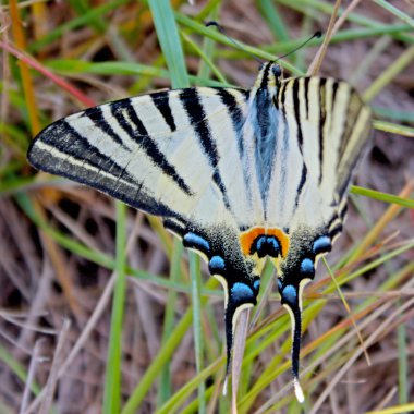 güzel swallowtail