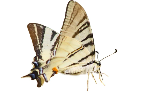 Красиві Swallowtail — стокове фото