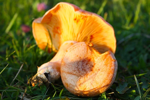 Saffron milk cap mushroom — Stock Photo, Image