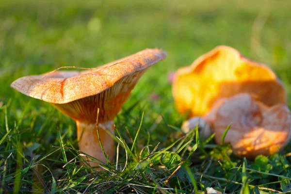 Saffron milk cap mushroom — Stock Photo, Image