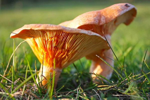 Saffron milk cap mushroom
