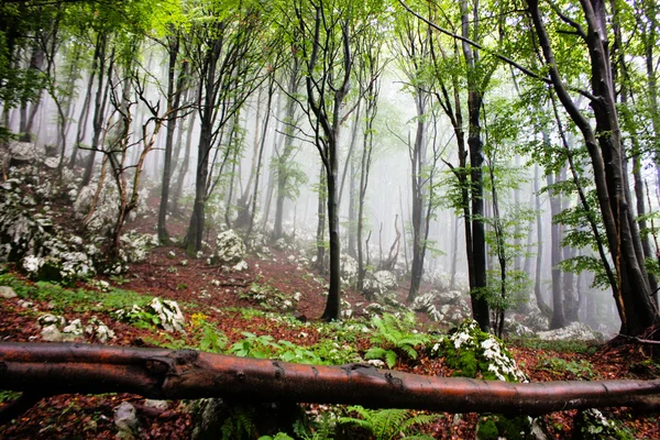 Η ομίχλη νωρίς το πρωί στο δάσος — Φωτογραφία Αρχείου